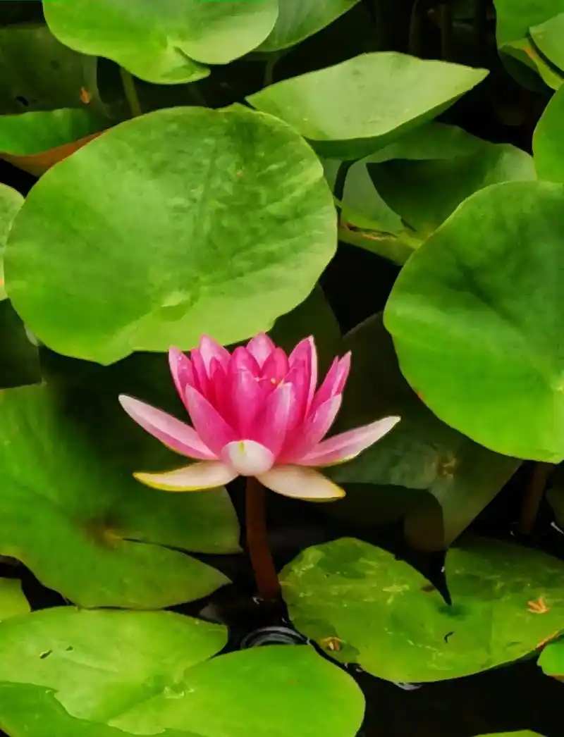 静赏池塘中的水莲花.#点点水 - 抖音