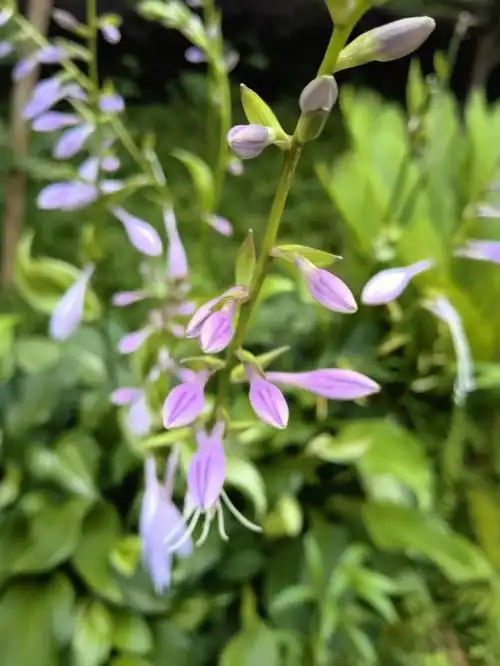 【玉簪花语】脱俗,冰清玉洁.