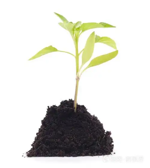 从孤立的白色背景上的土壤辣椒发芽