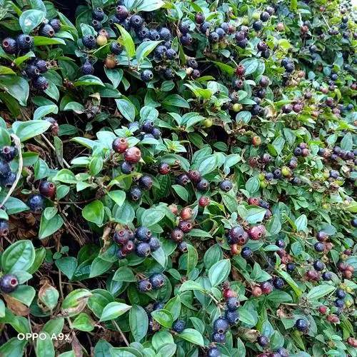 茄子天然野地稔果50g自然晒干草泡酒铺铺地其他药食同源食品