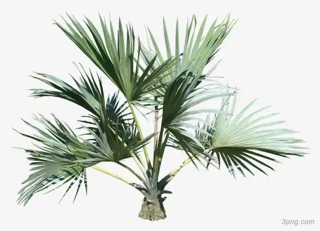 棕榈树png素材透明免抠图片其他元素