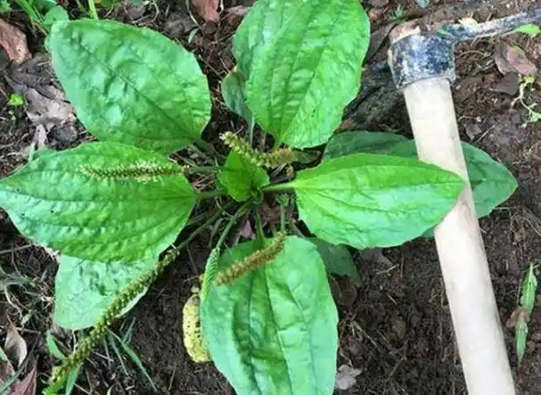 在中医理论中,车前草具有清热解毒,利尿通淋的功效