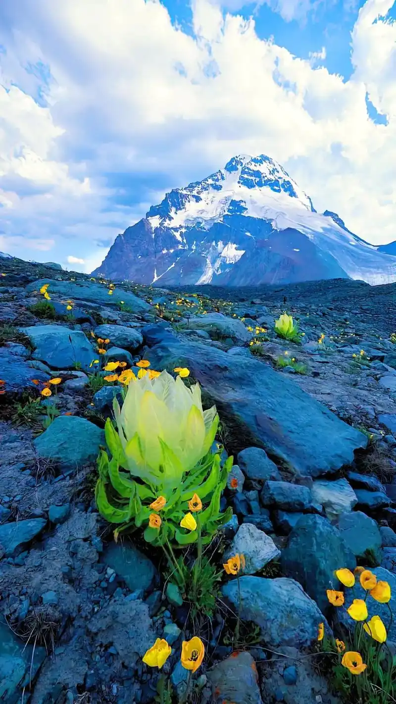 雪莲花生长在海拔5000米的雪山脚下,五年才能开花结果,见到 - 抖音