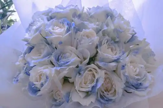 白蓝玫瑰花语是什么意思