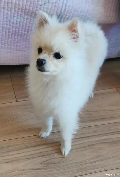 8个月大博美找个新家_领养狗狗