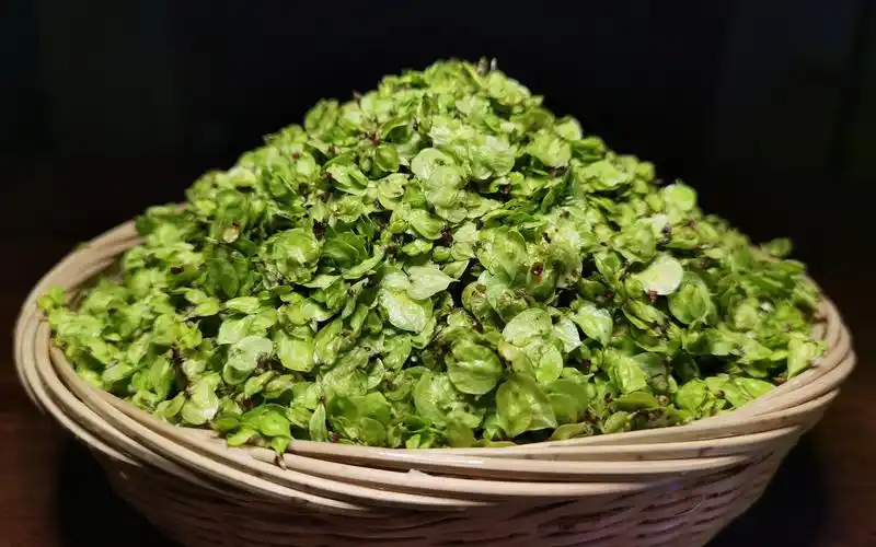 春天正是尝鲜的季节,教你用榆树钱做美食,简单好吃又营养