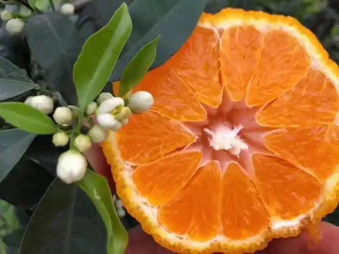 收到绿品国度的不知火丑橘带花, 不要意外,那是赠送的……#美食##新鲜