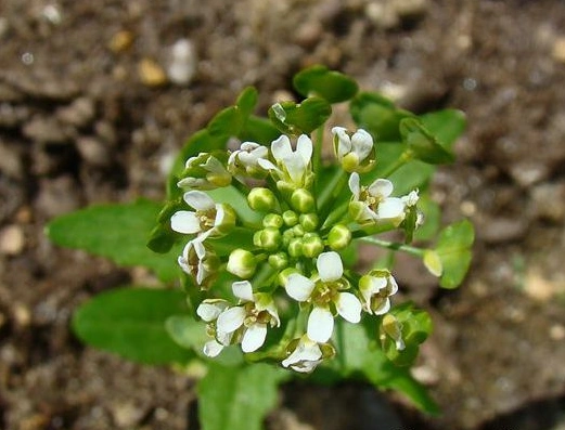 菥蓂开白色小花,形状更像种植的蔬菜,有一定的药用和食用价值哦!