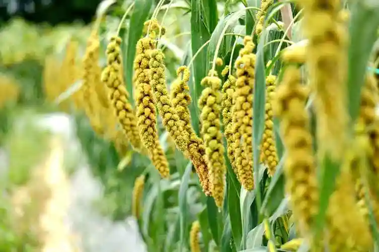 颗粒饱满的黄黍米 记者 黄登 摄