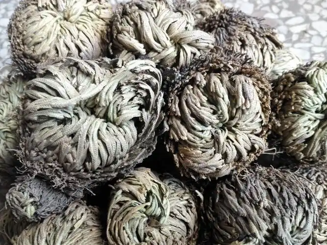 九死还魂草野 还魂草卷柏野生中药材 不死草 复活草500克5斤包邮