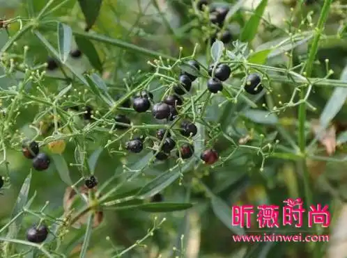 茜草的功效与作用止咳祛痰抗癌抗菌