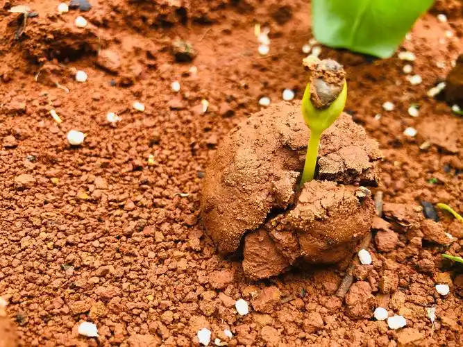 西瓜种子发芽啦!