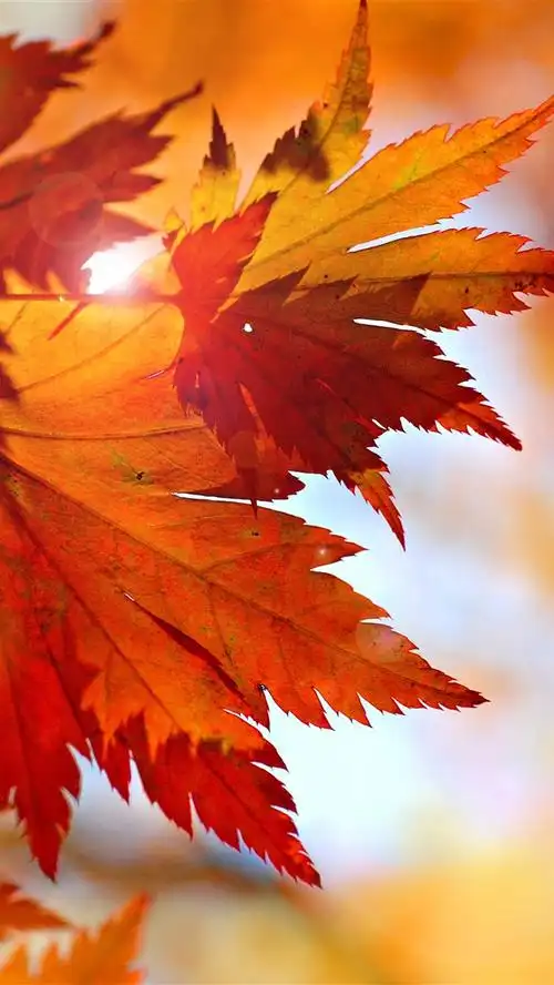 一些红枫叶,阳光,眩光,秋天 5k