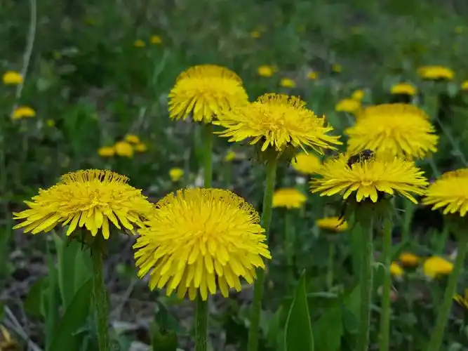 金色的蒲公英花