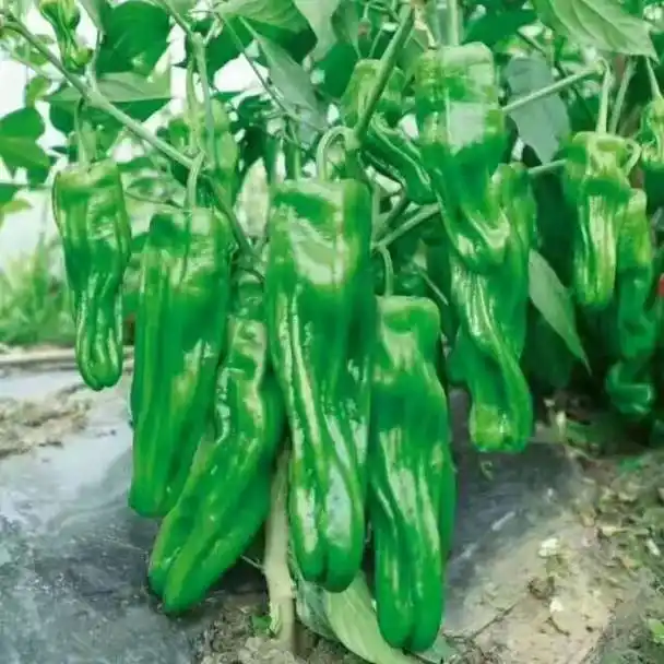 b368档口精品芜湖椒 - 抖音