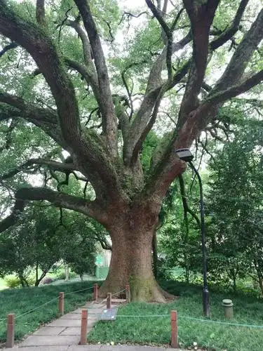 这棵樟树已有四百年的历史,粗壮的树干遒劲有力,浓绿的枝叶郁郁葱葱