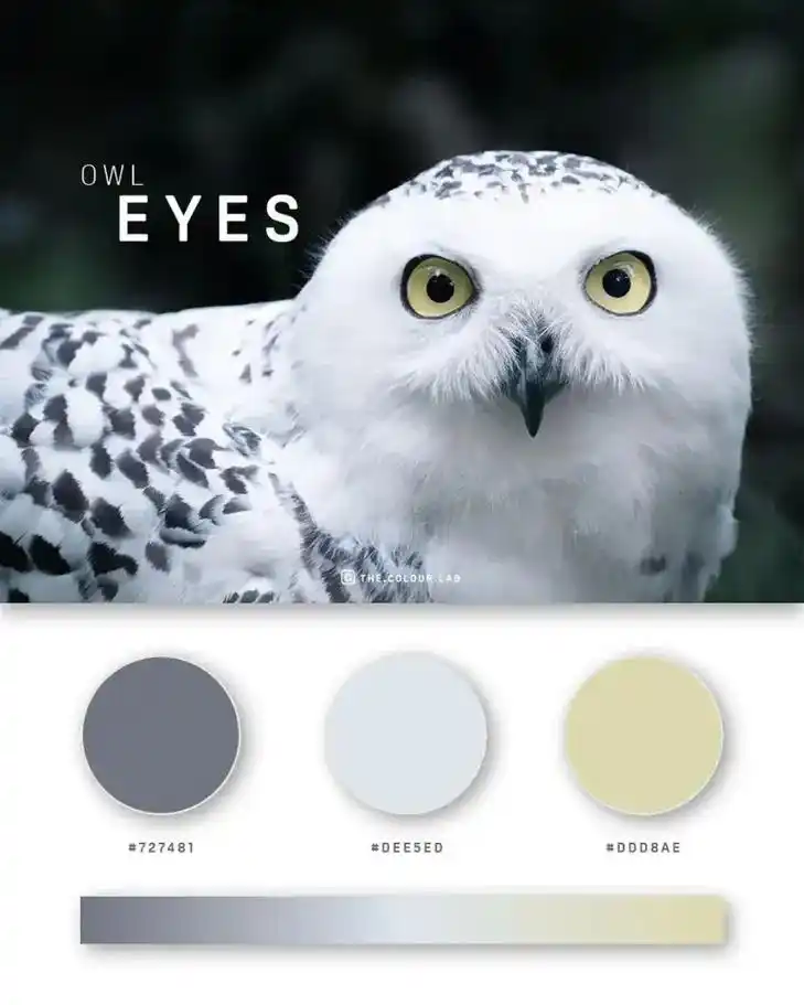 给大家分享一组颜色搭配的色卡,希望大家在用ps做海报设计的时 - 抖音