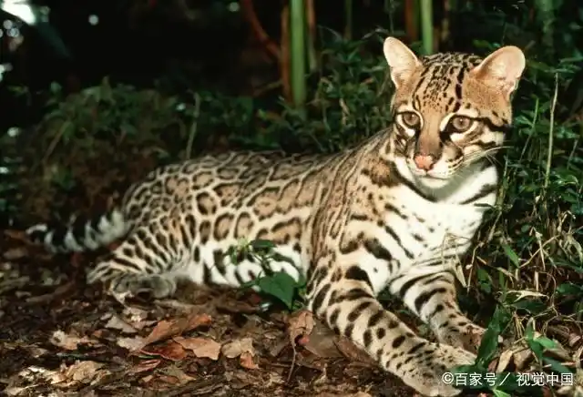 经常进村偷鸡的小型猫科动物:别名"抓鸡虎",从来不会掩埋粪便