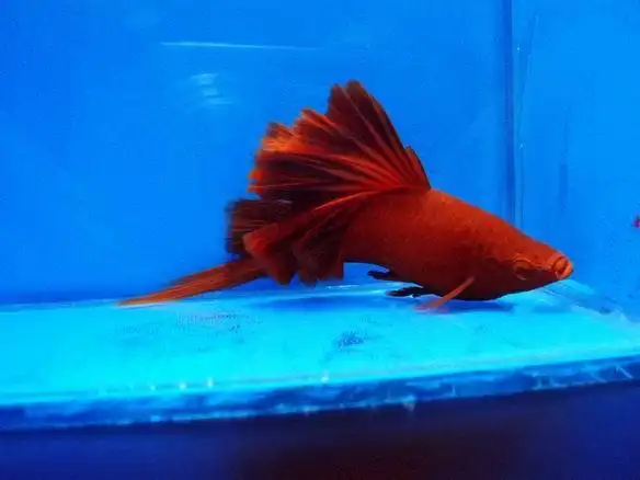 p>红剑鱼(xiphophorus hellerii.