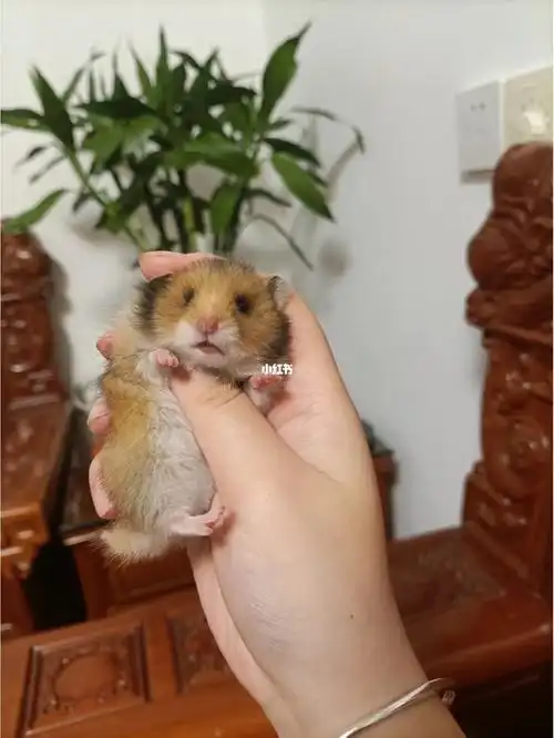 这么可爱的虎纹金丝熊崽崽