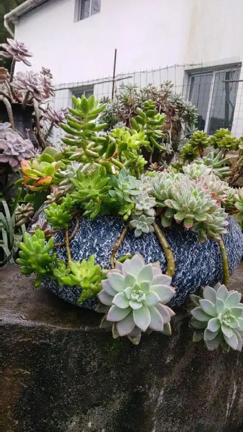 好看的多肉大拼盘