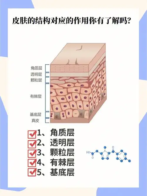 层[种草r]04有棘层[种草r]05基底层皮肤长斑点是在基底层出现的问题