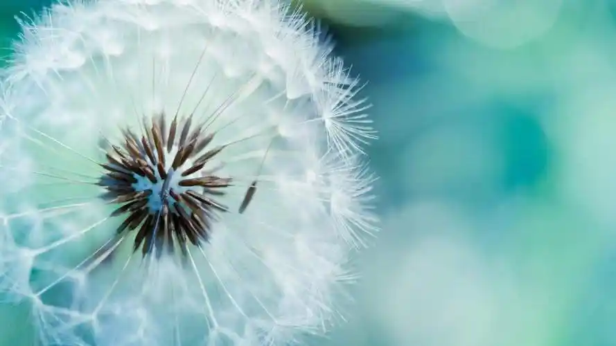 五张清新蒲公英ppt背景图片