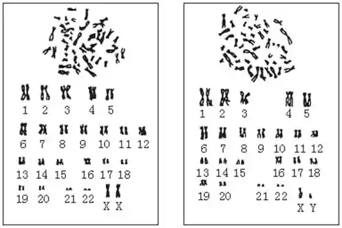 下图为人体的染色体图,观察后回答:a b(1)a人的性别是 ,依据是 .