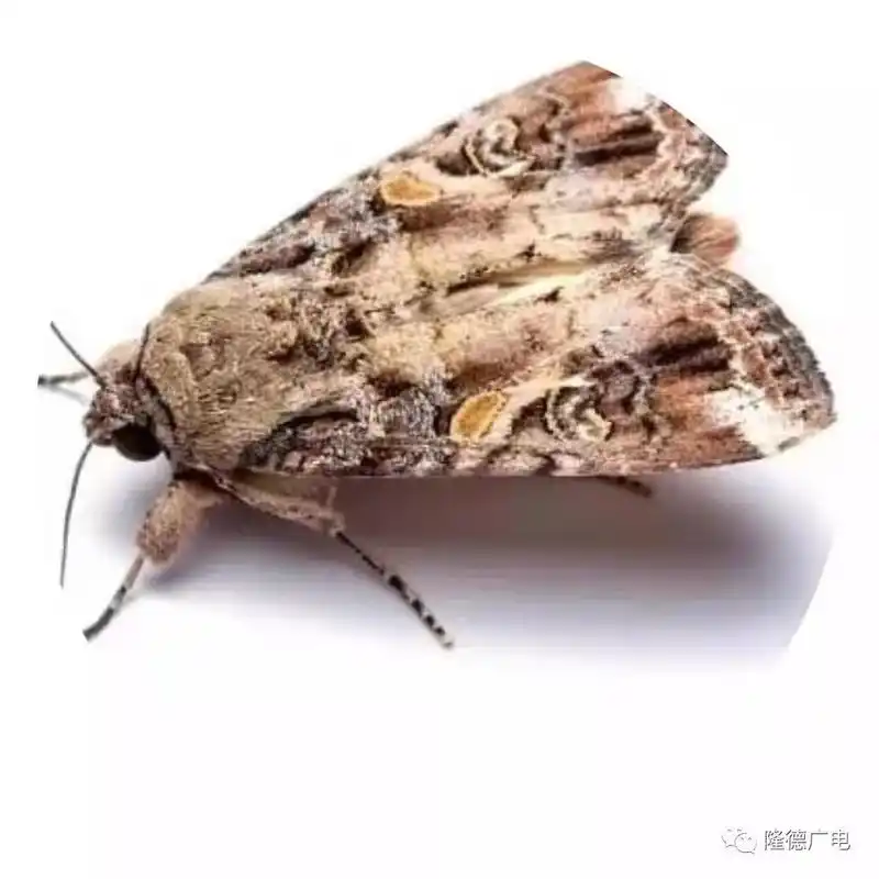 草地贪夜蛾识别与应急防治方法