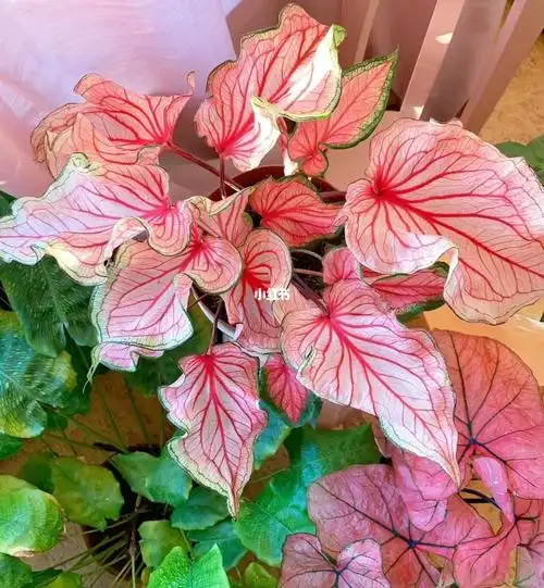 彩叶芋刚好我有正好你需要