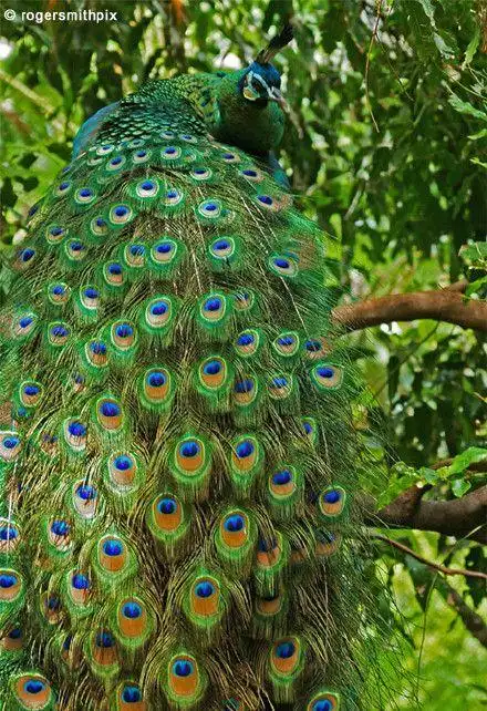 动物世界中文网绿孔雀 也叫爪哇孔雀,.