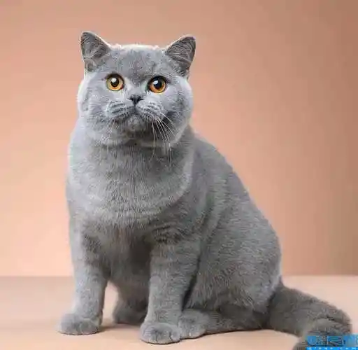 100种名猫图片及名字(猫的品种图片名字大全及价格) - 恰卡编程网