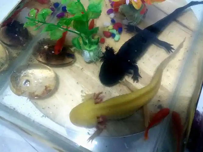 这种鱼长着四条腿在水底爬行样子呆萌价格不菲一条卖二十元