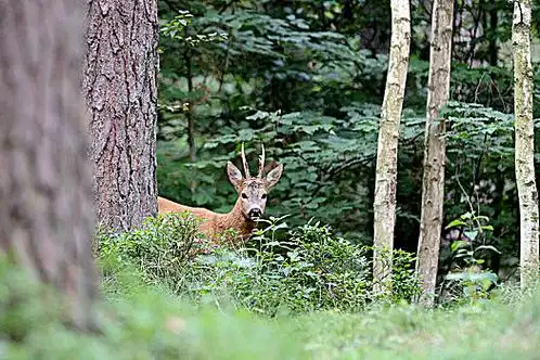 花园种马鹿,树林魔幻魔幻,树林鹿肉,树林魔幻,树林鹿肉,树林野生,森林
