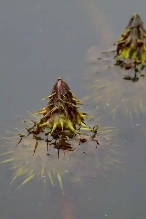 水生植物芡实(别名鸡头米)__财经头条