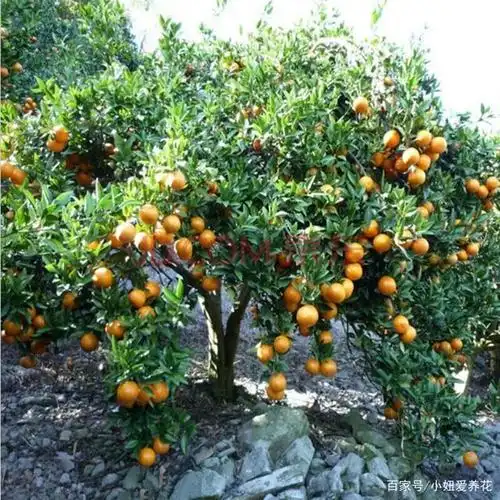 金桔在家这样养护,果多色亮,营养丰富,在家吃不完