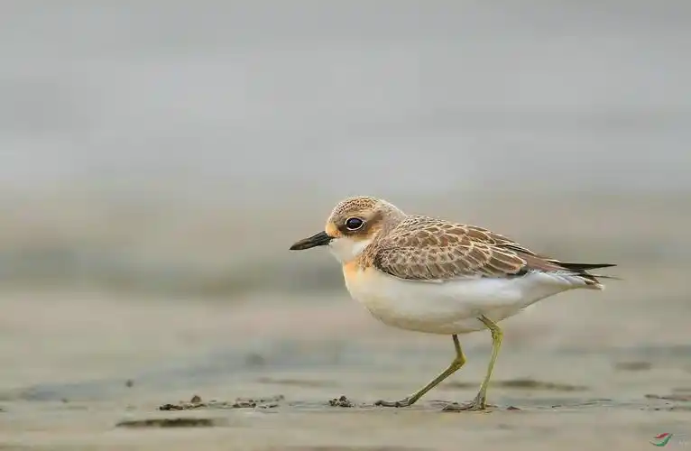 铁嘴沙鸻,一个有趣的鸟名.