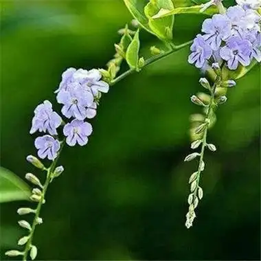 花朵绿叶头像图片,微信头像自然风景图片_风景静物_头像控