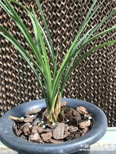 汪笑春3苗1花 - 中国兰花交易网