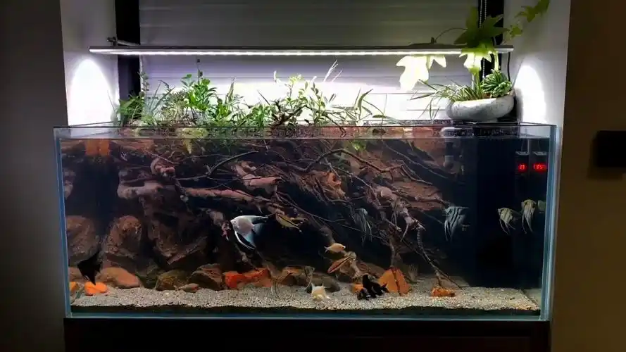 魔王造景原生背景板仿石仿木,一米二南美,雷龙缸#原生造景#鱼缸造景