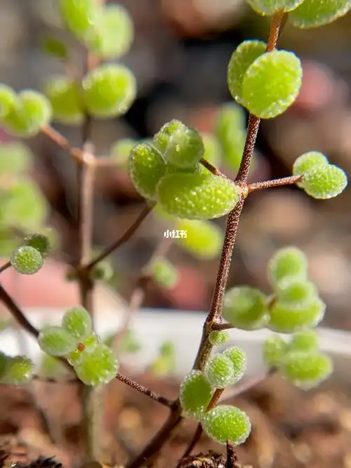 糖球枝干番杏787878_多肉植物_糖球枝干番杏_家居家装_家居装饰