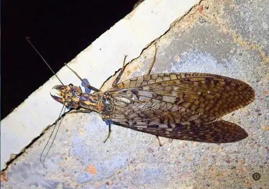 但这种生物十分脆弱,幼虫的生活需要非常好的水质,因此数量稀少.