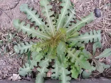 野生苦碟子图片是什么样子呢