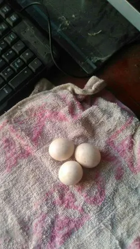 今天得了三个猫头鹰蛋,不知道怎么孵化,有谁能指点一下