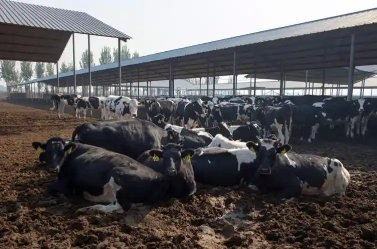 看艾唐元鲜奶坊自己的现代化大型奶牛养殖基地!