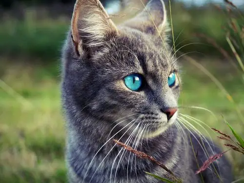 灰色的猫,蓝眼睛,草 iphone 壁纸