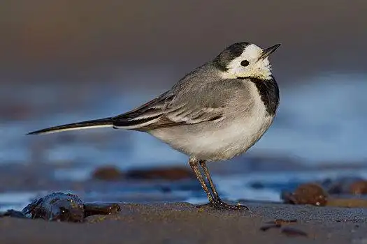 白鹡鸰,成年,站立,沙子,坎帕尼亚区,意大利