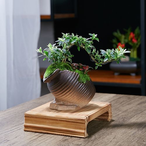 文竹室内桌面办公桌悬崖六月雪小绿植米竹盆栽植物客厅盆景好养活