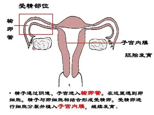 2人的生殖 课件(人教版七年级下)ppt