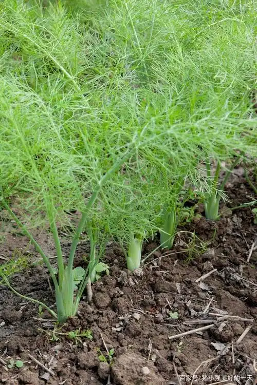 小茴香的各类功效,医药,调味,食用,化妆,增进食欲,帮助消化